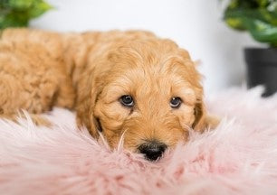 Why Groodle Puppies are the Best Choice for Your Growing Family