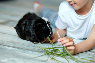 Are Guinea Pigs the Right Pet For Your Family?