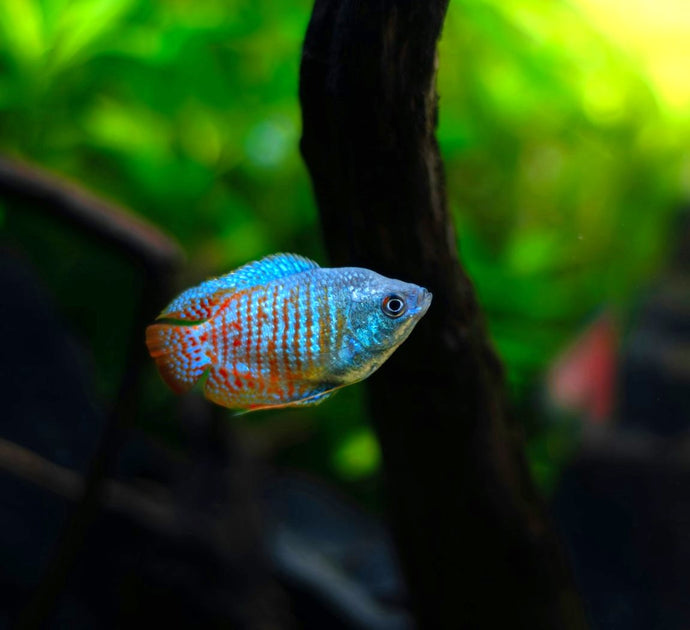 The Fascinating World of Dwarf Gourami Fish: A Beginner's Guide
