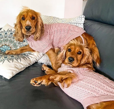 Winter Preparedness for Indoor Dogs: Do They Need A Coat?