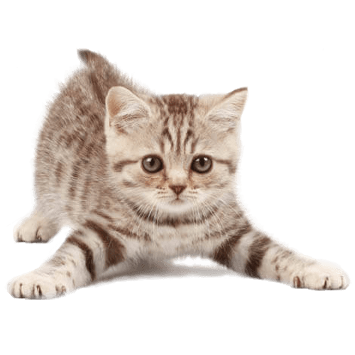 Adopting a cat or kitten