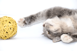 Great reasons to get your cat some toys