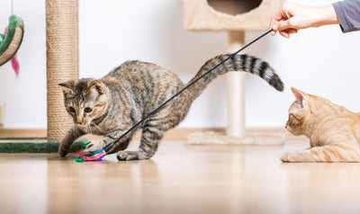 What You Need to Know About Introducing New Cats to Each Other