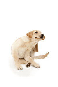 What's the Best Flea Treatment for Dogs Australia?