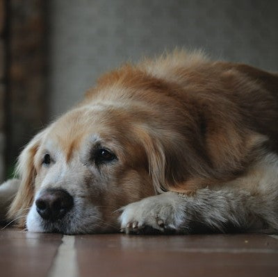 5 Common Health Issues in Senior Dogs and How to Manage Them