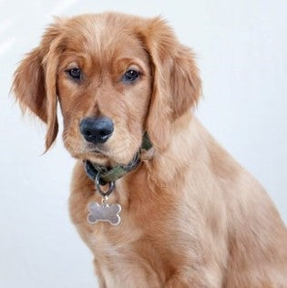 The Top 10 Dog names for 2021!