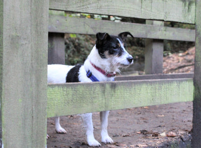 How to Stop Your Dog from Escaping Your Backyard: Tips and Tricks