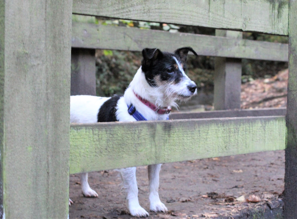 How to Stop Your Dog from Escaping Your Backyard: Tips and Tricks – We ...