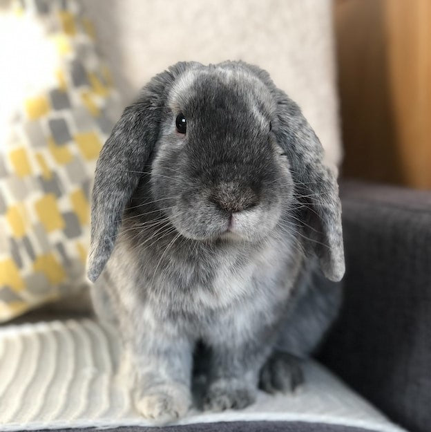 The Ultimate Guide to Deciding Whether to Keep Your Rabbit Indoors or ...