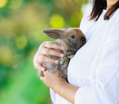 The Ultimate Guide to Bringing Home a New Pet Rabbit