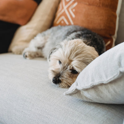 Understanding Kennel Cough in Dogs: Symptoms, Treatment, and Prevention