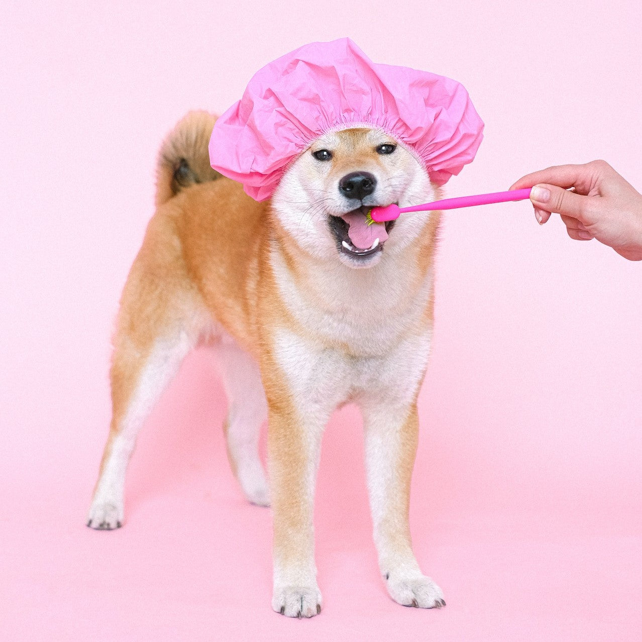 How to Get Rid of Bad Breath in Dogs: A Comprehensive Guide