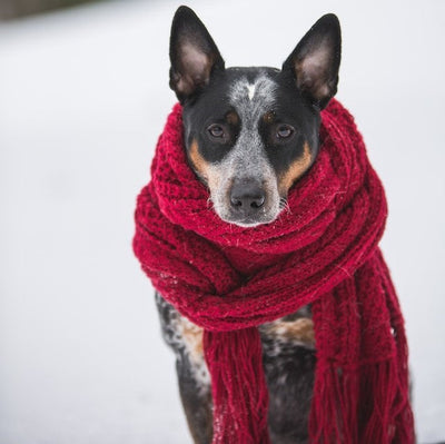 What to Feed Your Dog During the Winter Months