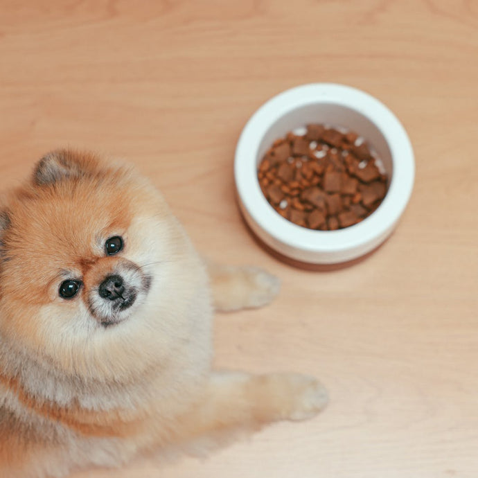 The Top 5 Benefits of Mixed Feeding for Dogs: A Comprehensive Guide