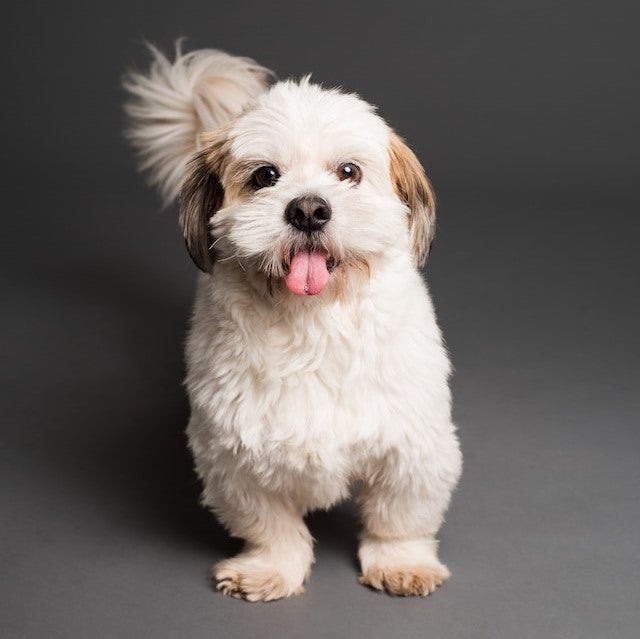 Worming Your Dog: A Timeline for Puppies and Adult Dogs