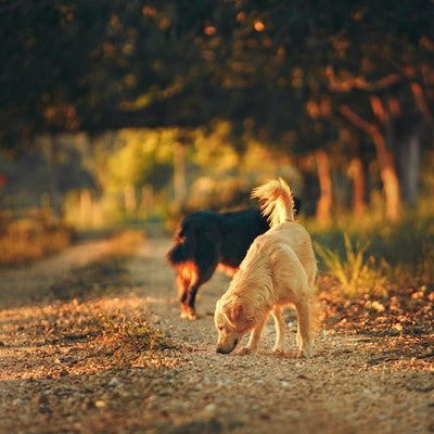 Unleash Your Dog's Scent-ational Potential: The Ultimate Guide to Scent Training in the Southern Highlands NSW