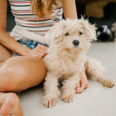 The Importance of Early Puppy Insurance: 5 Reasons You Can't Ignore