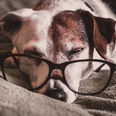 Tips to Keep Dogs Healthy As They Age