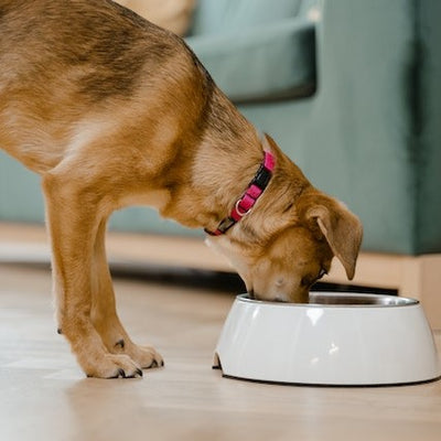 Why Air Dried Dog Food is a Game-Changer for Your Pet's Health