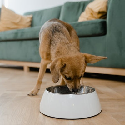 From Kibble to Raw: How to Transition Your Dog to a Raw Food Diet in Sydney & the Southern Highlands