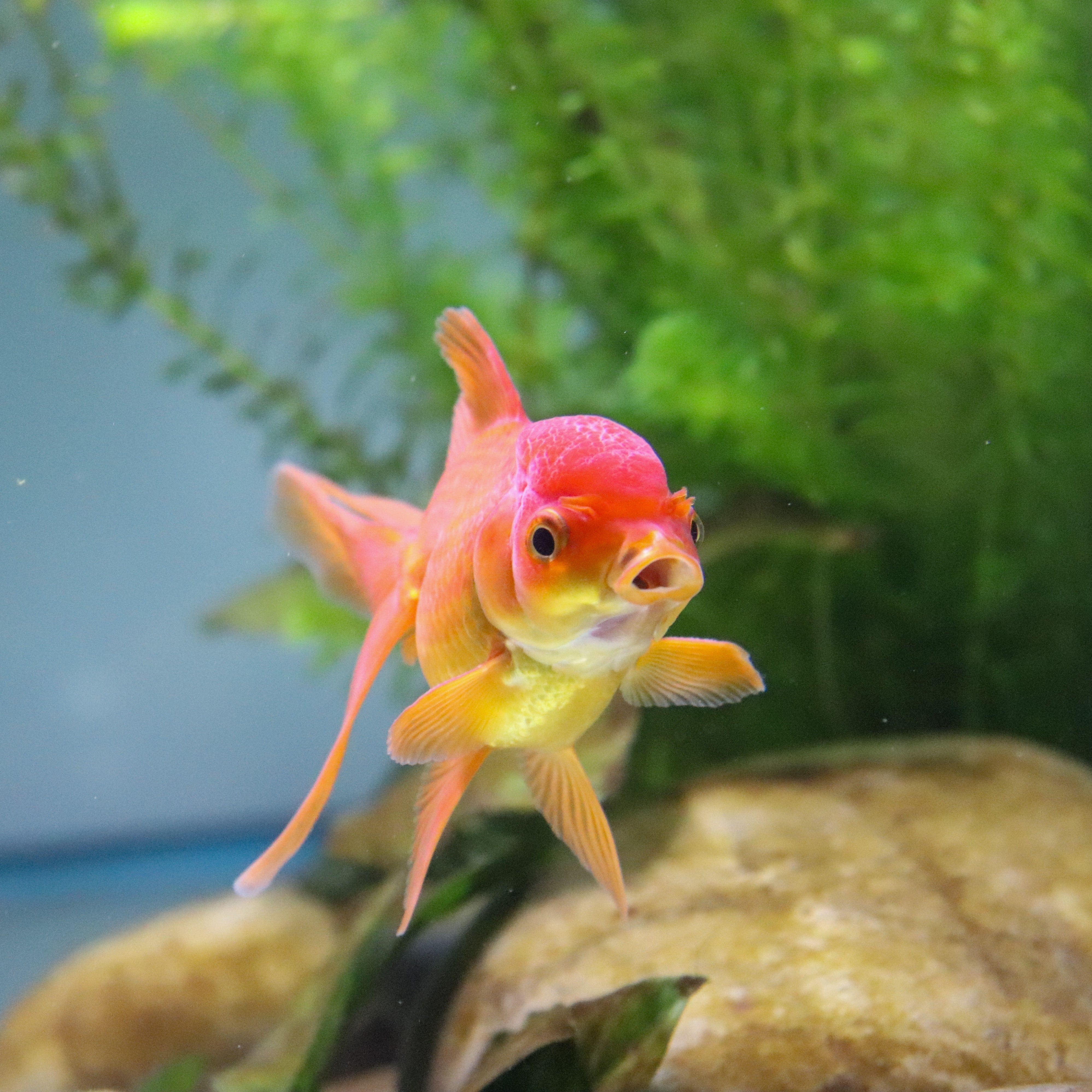 Expert Tips on Introducing New Fish to Your Aquarium – We Know Pets