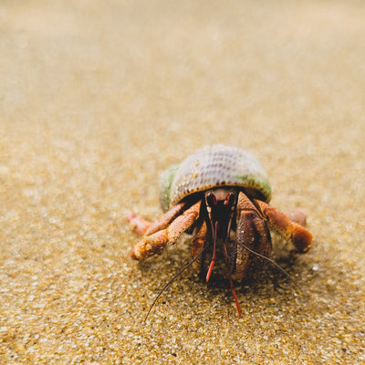 The Ultimate Beginner's Guide to Keeping Land Hermit Crabs as Pets