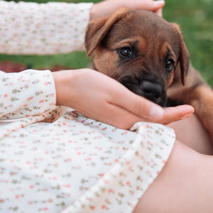 How to wean a pup at 8 weeks of age