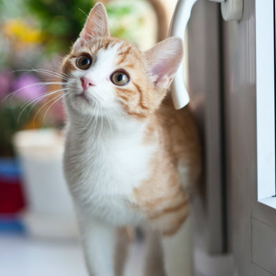 How to Transition Your Cat to a New Litter: A Step-by-Step Guide