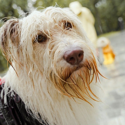 Proven Techniques to Calm Your Dog During a Thunderstorm