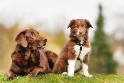 What to Consider Before You Get a Second Dog