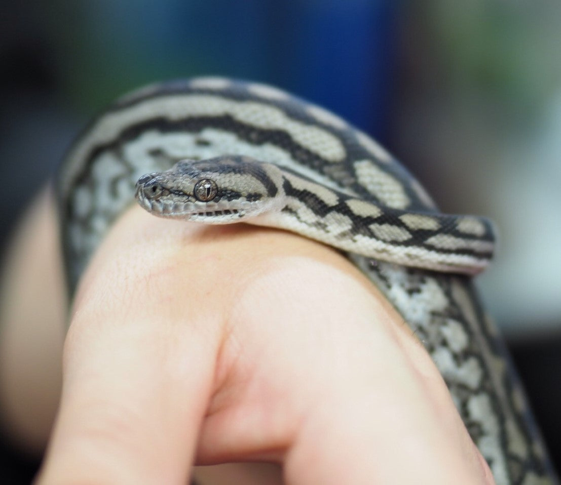 Domestic Python Animal Python Care 101: Essential Tips for Keeping Your Reptile Happy and Hea ...