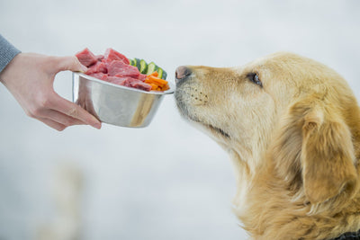 How to Start Raw Feeding Your Dog the Right Way