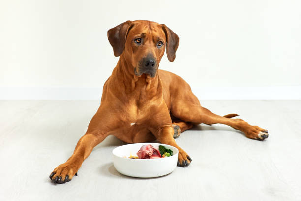 The 8 Best Raw Dog Foods in Australia