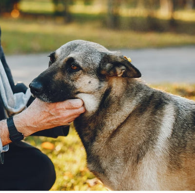 Arthritis in Pets: Causes, Symptoms, and Treatment