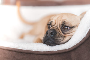 Top Tips To Ensure your Pet gets a Good Night’s Sleep