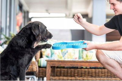 Slow Feeding Bowls vs. Traditional Bowls: Which is Better for Your Dog?