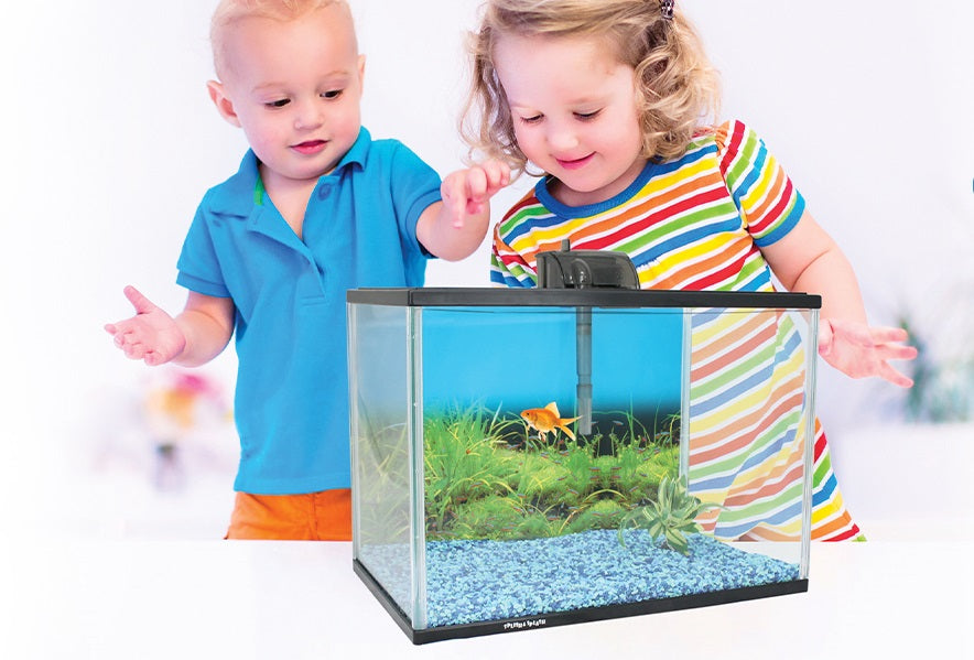 The Ultimate Guide to Creating a Stunning Splish and Splash Fish Tank ...