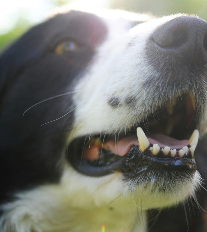 Unleash the Secrets of a Healthy Smile: Understanding Bacteria, Plaque, and Tartar in Dogs