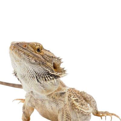 Creating the Perfect Bearded Dragon Enclosure in Australia: A Comprehensive Guide
