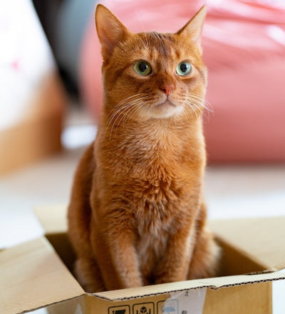 The Psychology of Cats and Cardboard Boxes