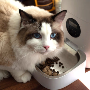 10 Tried and True Tips to Win Over Your Fussy Cat's Taste Buds