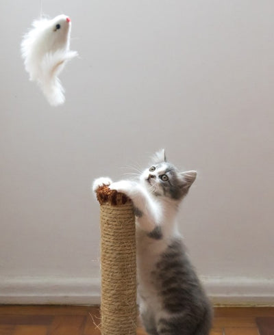 Best Indoor Cat Toys for 2021-2022
