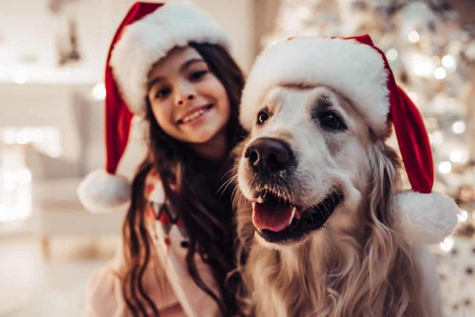 Top 10 Best Christmas Gifts for Dogs, Cats & Small Animals 2023