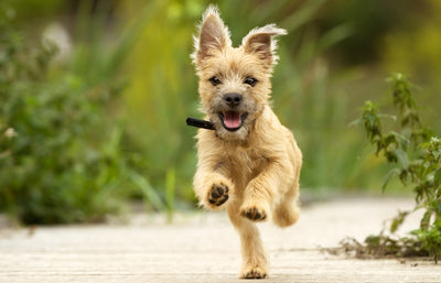 Dogs and Zoomies, what you need to know!