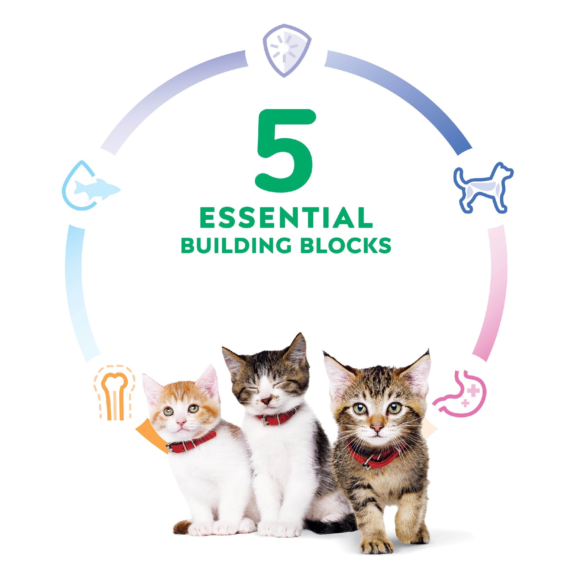 Science Diet Cat Kitten 4kg