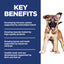 Science Diet Puppy Large Breed 12kg