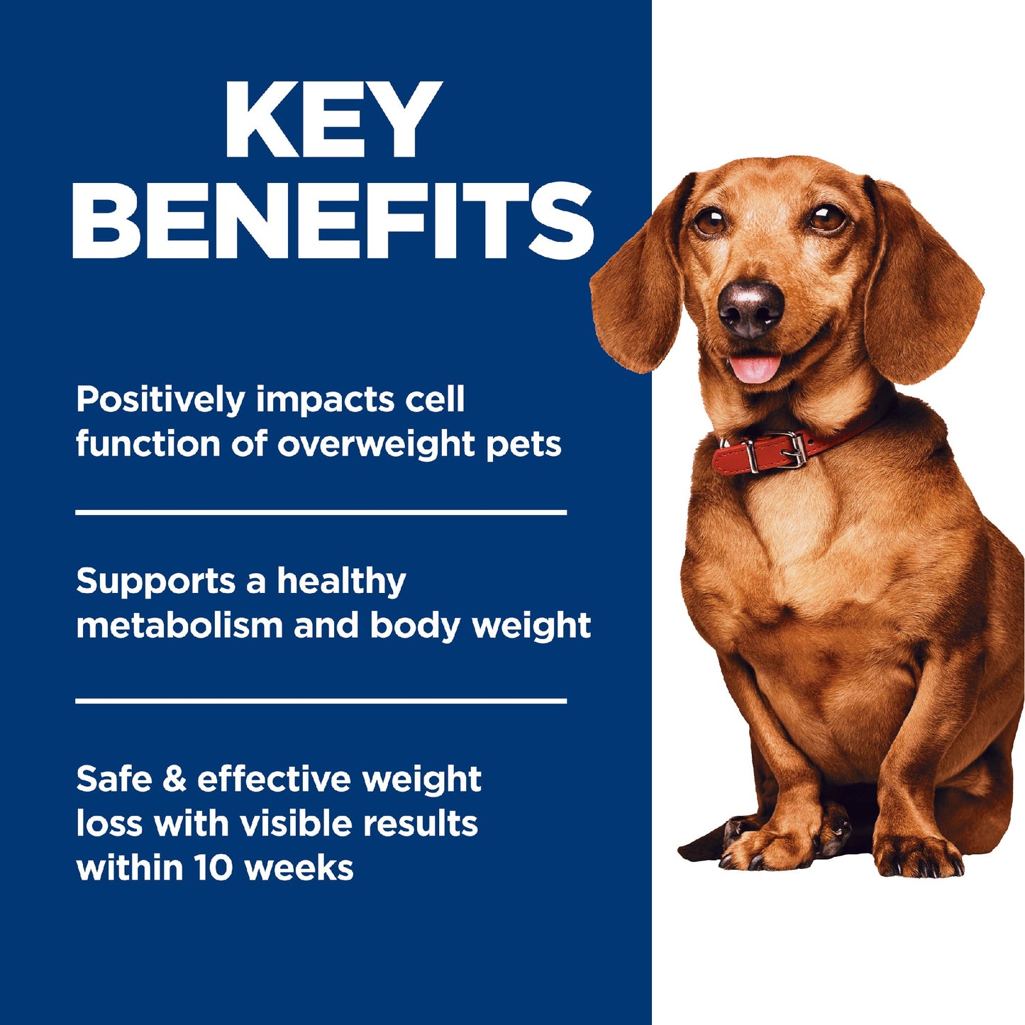 Science Diet Dog Small and Mini Perfect Weight 5.67kg
