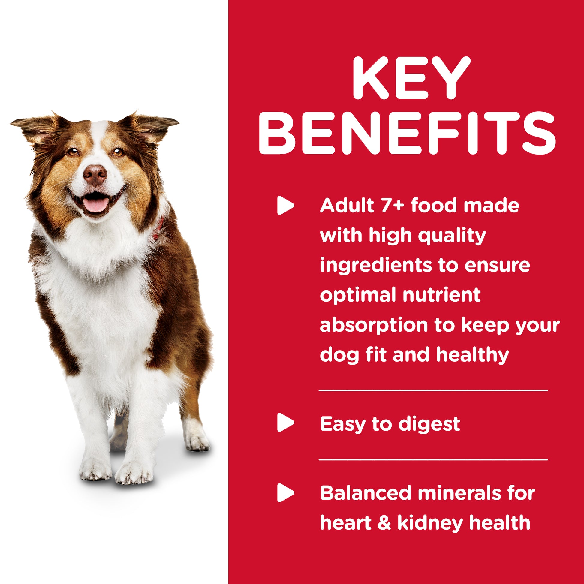Science Diet Dog Mature Savoury Beef Stew 363G can