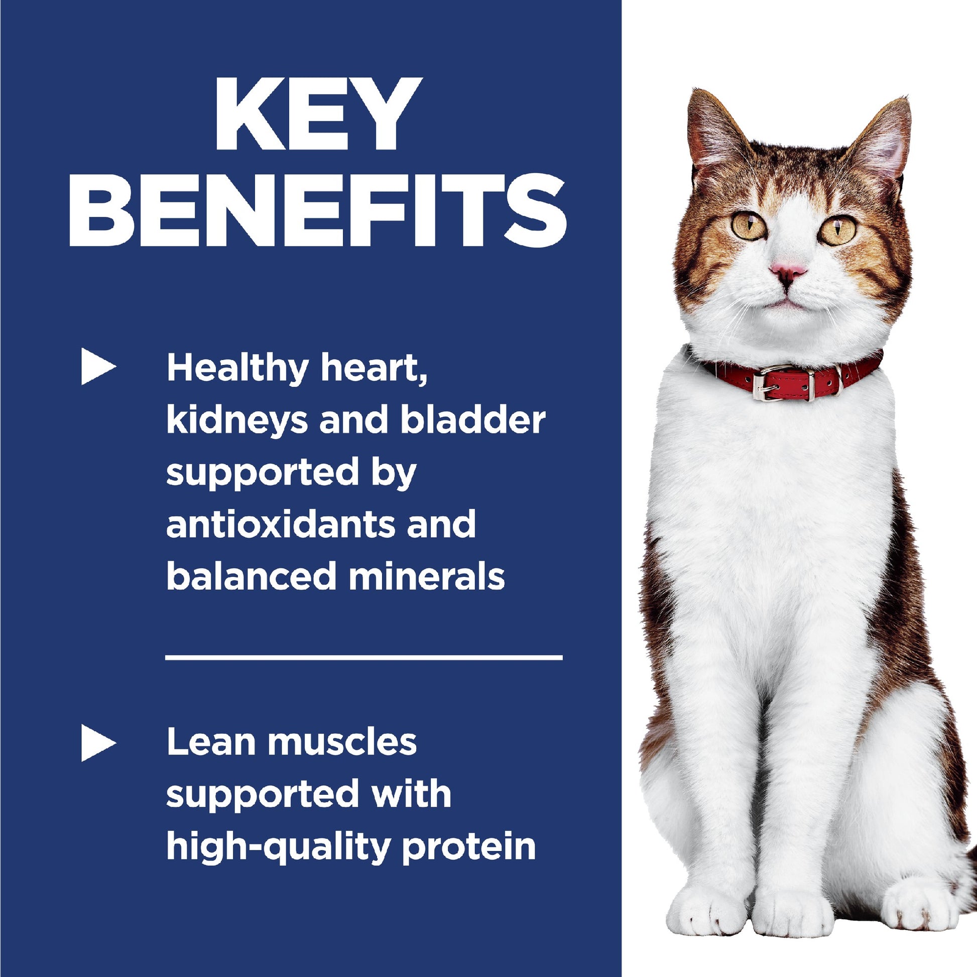 Science Diet Cat Adult 7+ 1.5kg 
