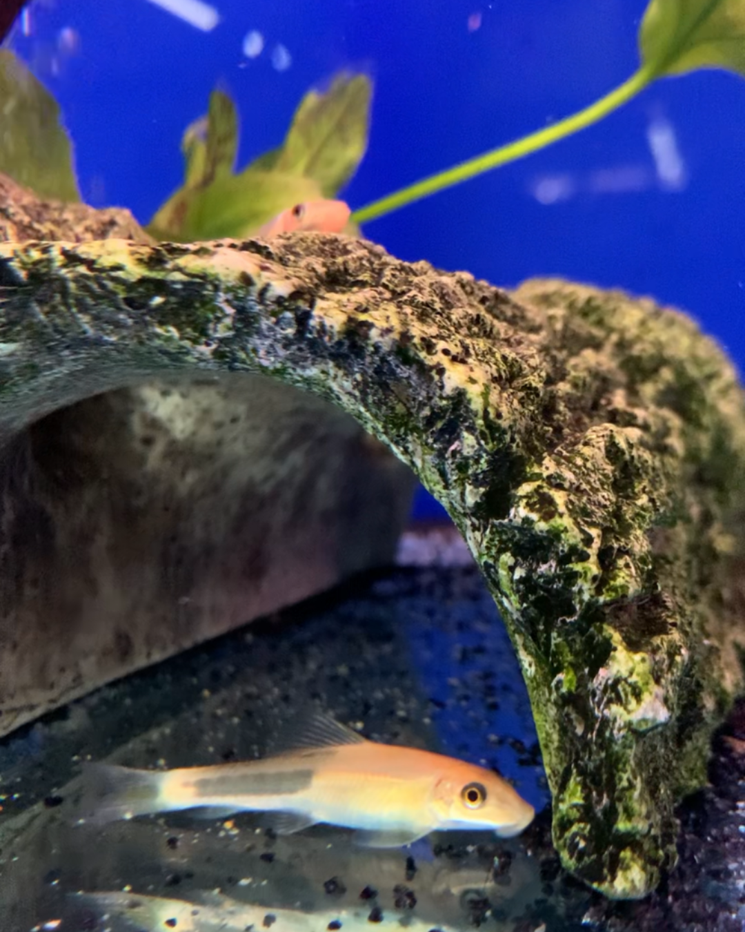 Assorted Sucking Catfish 